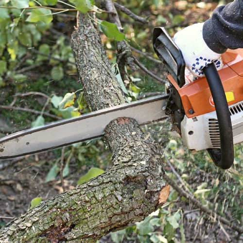 Tree Services